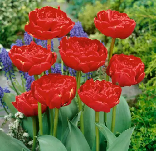 32 Types of Red Tulips for Your Garden