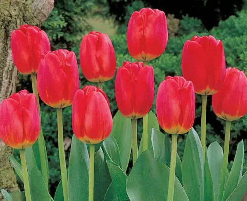 32 Types of Red Tulips for Your Garden