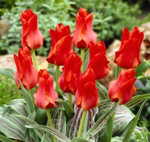 Tulipa Red Riding Hood