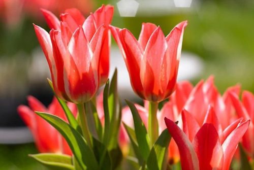 Tulipa ‘Pinocchio