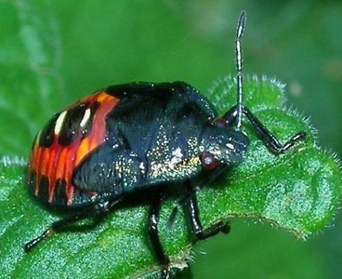 Two-Spotted Stink Bug (Cosmopepla conspicillaris)