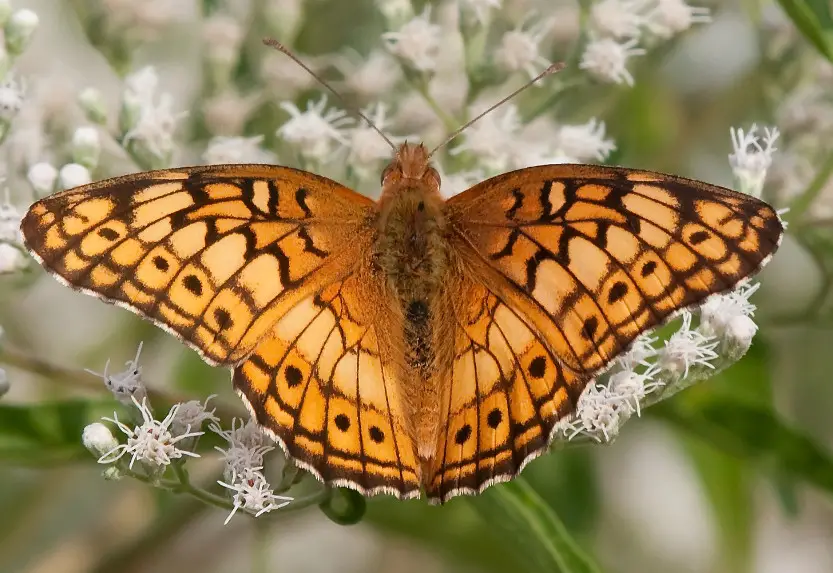 Butterflies in Georgia