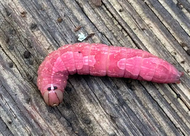 13 Types Of Pink Caterpillars With Pictures Own Yard Life