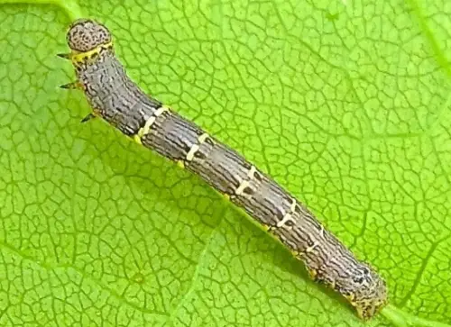 Woolly Gray Moth caterpillar