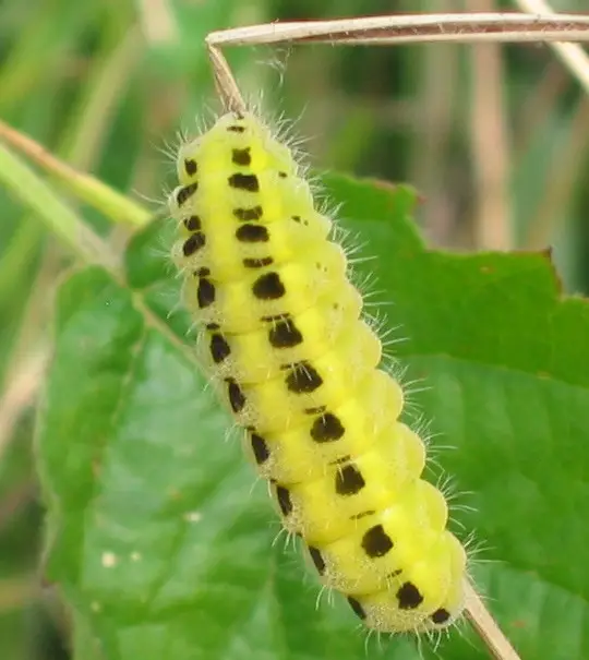 Yellow Forester Moth Caterpillar