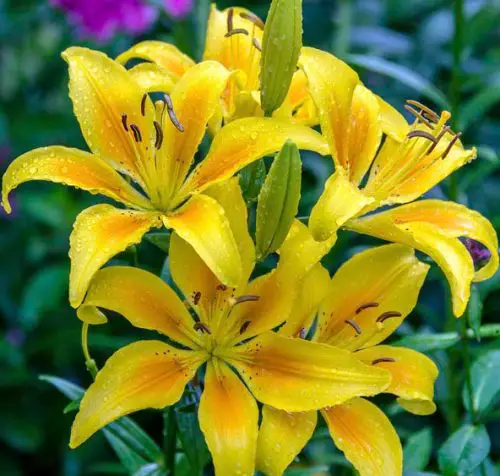Yellow LA Hybrid Lily