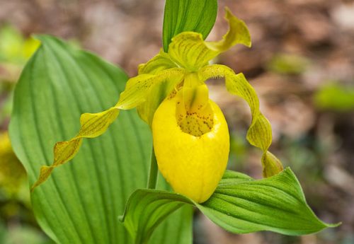 Yellow Lady’s Slipper Orchid
