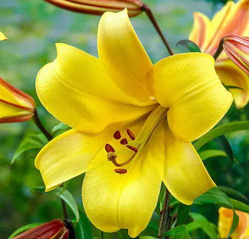 Yellow Oriental Trumpet Lily