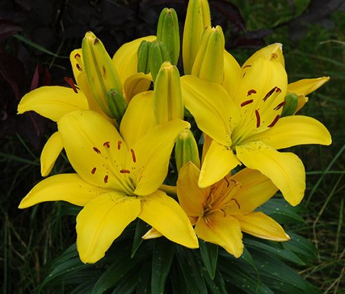 Yellow Pixie Lily