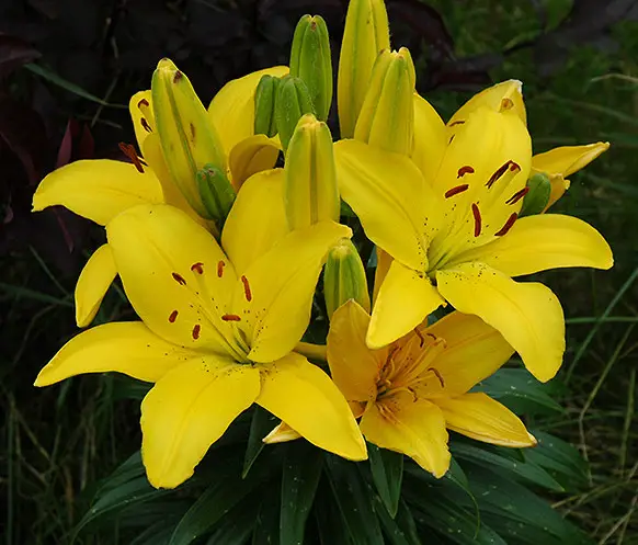 20 Types Of Yellow Lily Flowers With Pictures - Own Yard Life