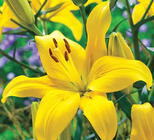 Yellow Stargazer Lily