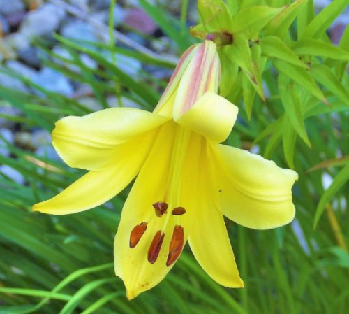 Yellow Trumpet Lily