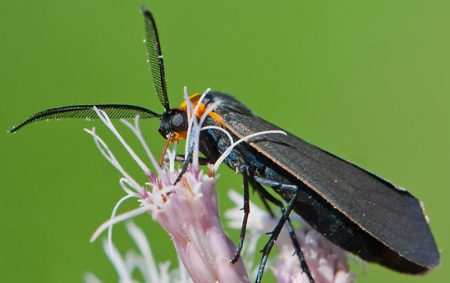 Moths in California