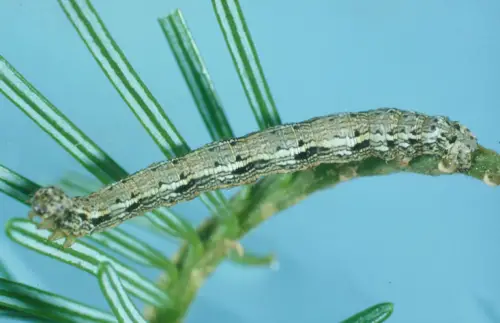 hemlock looper moth