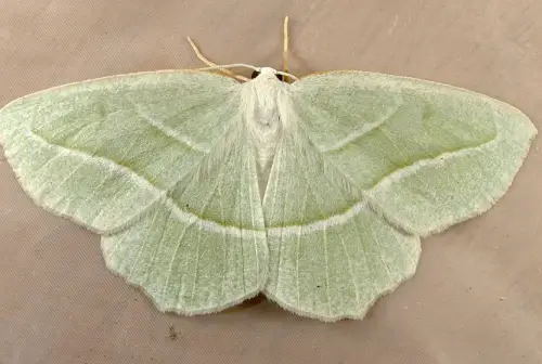 pale beauty moth