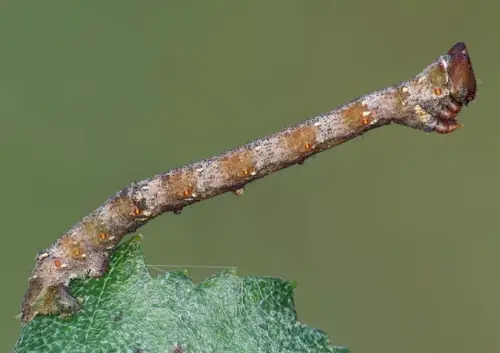 peppered moth caterpillar