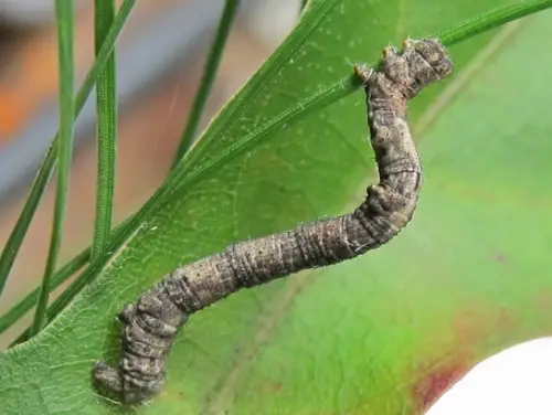 porcelain gray moth caterpillar