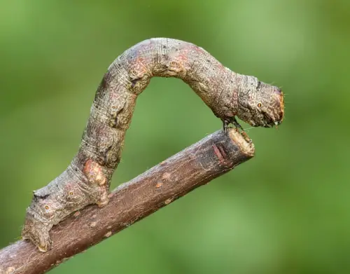 small engrailed caterpillar