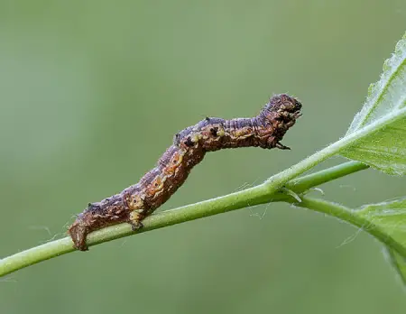 Caterpillars that look like sticks