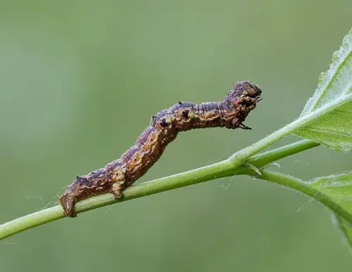 small phigalia moth caterpillar