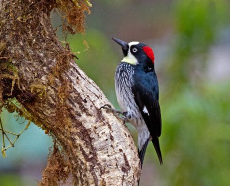 Woodpeckers In NC