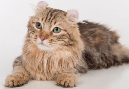 Cats with Curly Ears