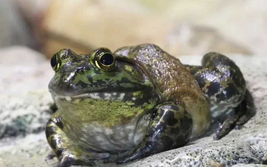 Frogs in Kansas
