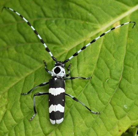 Black and White Flying Bugs