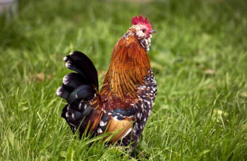 types of roosters