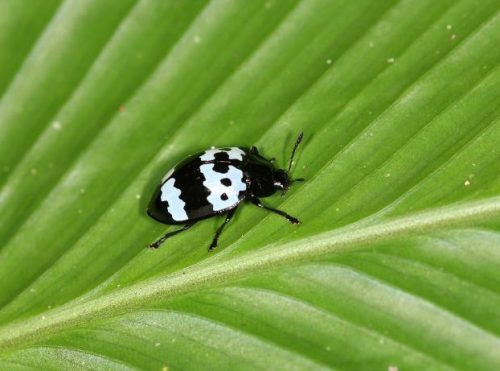 Black and White Flying Bugs