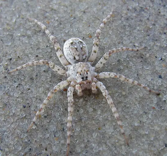 11 Types of Florida Wolf Spiders with Pictures - Own Yard Life