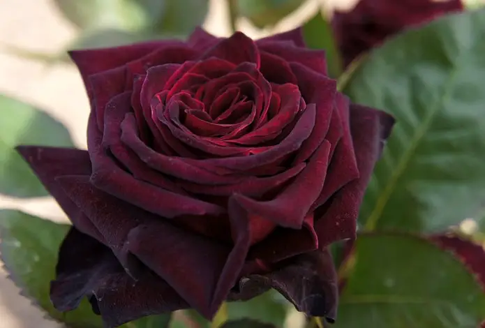 11 Beautiful Black and Red Roses for Your Garden