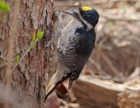 Michigan Woodpeckers