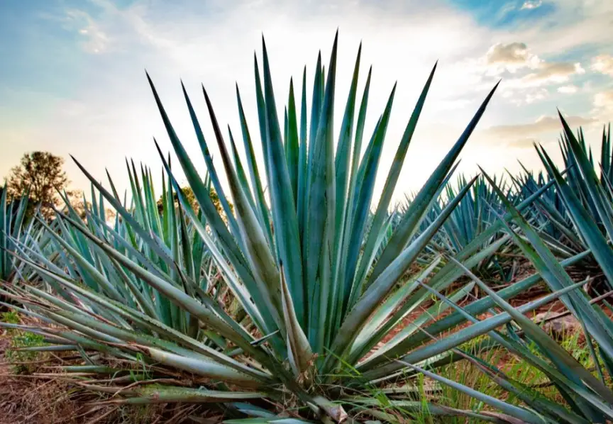 Blue Agave Plants: Care and Growing Guide