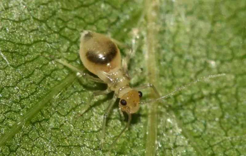 Bugs That Look Like Termites