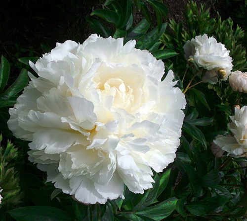 White Peonies