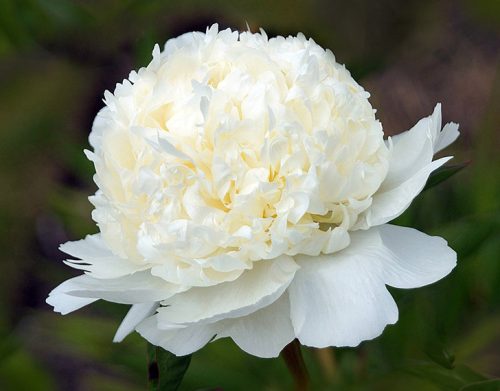 White Peonies