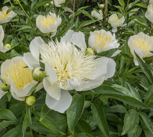 White Peonies