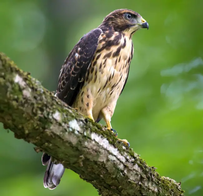 14 Types of Hawks in North Carolina with Pictures