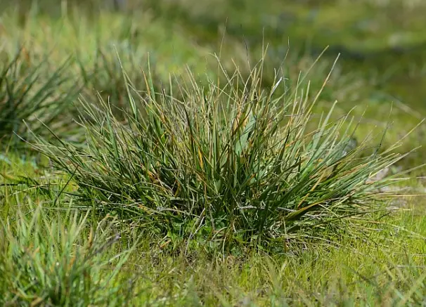 15 Types of California Native Grasses with Pictures