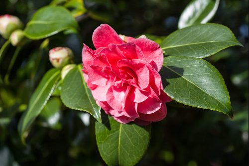 Pink Camellia Flowers