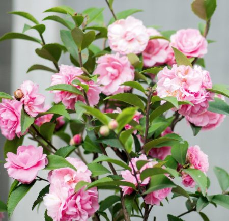 Pink Camellia Flowers