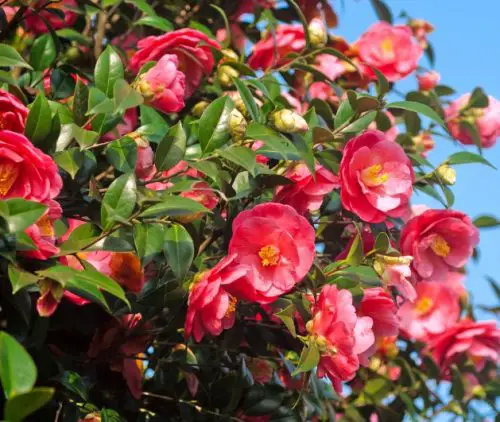 Pink Camellia Flowers