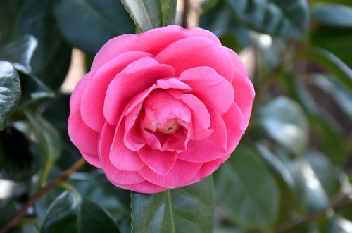 Pink Camellia Flowers