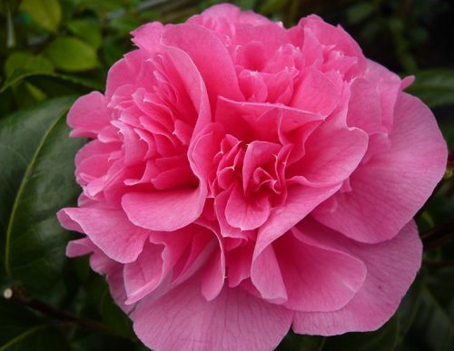 Pink Camellia Flowers