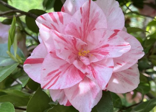 Pink Camellia Flowers