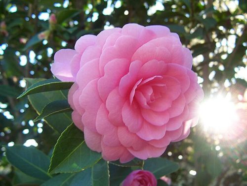 Pink Camellia Flowers