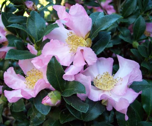 Pink Camellia Flowers