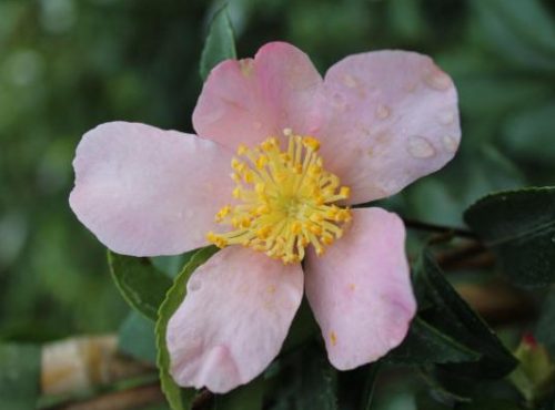 Pink Camellia Flowers