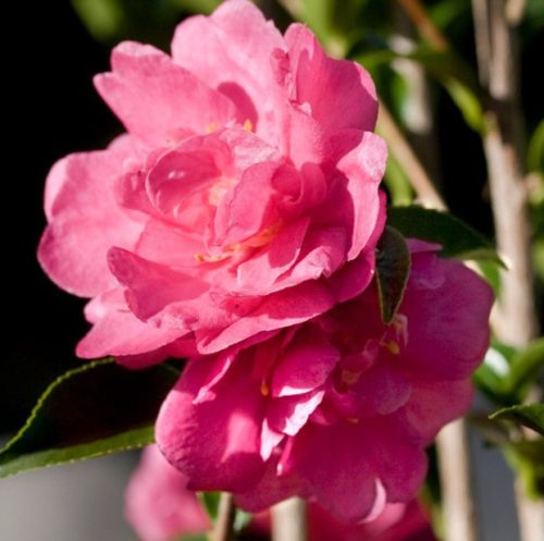 Pink Camellia Flowers